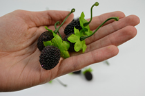 Blackberries - Pk.50 
