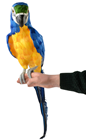 Blue Tropical Parrot - 68cm 