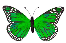 Green Feather Butterfly - 20cm 