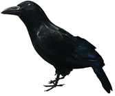 Standing Crow - Length 35cm