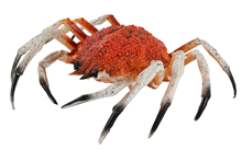 Replica Granseola Crab - 20 x 22cm 