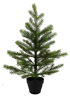 Grandis Pine Tree - 60cm 