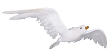 White Flying Seagull - 24 x 50cm