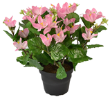 Pink Potted Campanula Plant 