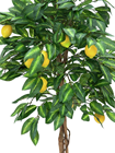 Lemon Tree - 150cm 