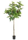 Fig Tree - 150cm 