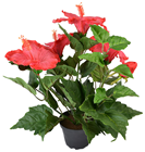 Coral-Red Potted Hibiscus Plant 