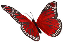 Red Feather Butterfly - 30cm 