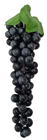 Black Decorative Grapes - 30cm 