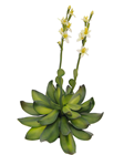 Sempervivum - Yellow Flower 