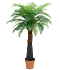 Canary Date Palm - 150cm 