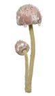 Velvet Pink Hanging Fantasy Mushroom Gro 
