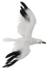 Medium Seagull in Flight - Seconds