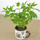 Mint Planter Mug 