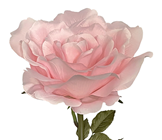 Giant Pink Open Rose Flower 