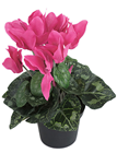 Potted Cyclamen - Cerise Pink 