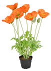 Orange Potted Poppy Plant - 45cm 