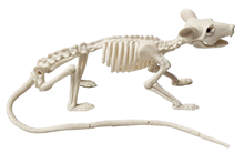 Rat Skeleton - Seconds 