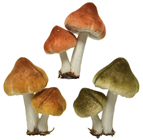 Mushroom Group on Clip - Set of 3 