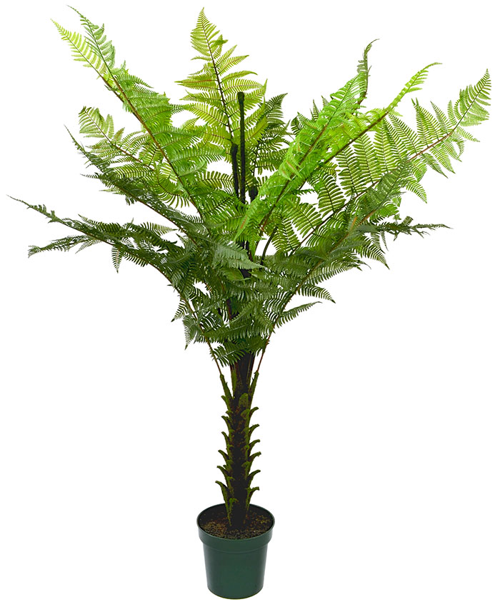 Woodwardia Tree - 180cm 