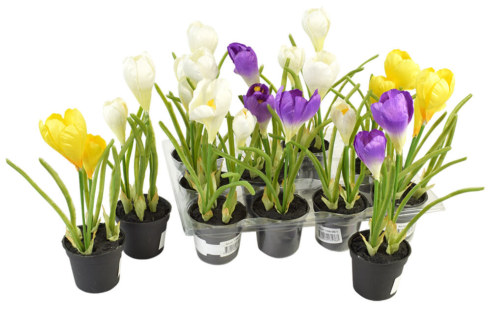 Set of 12 Crocus Plants in Pots Flowers