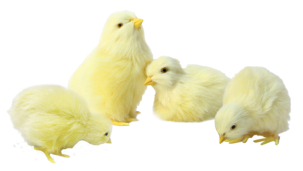 Chicks - Set of 4 