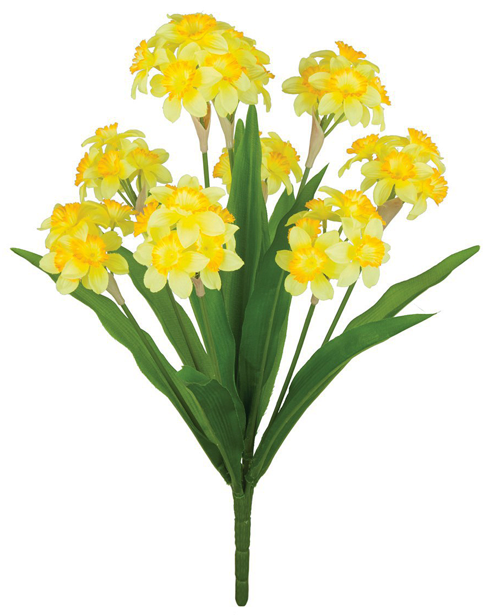 Narcissus Daffodil Bunch 