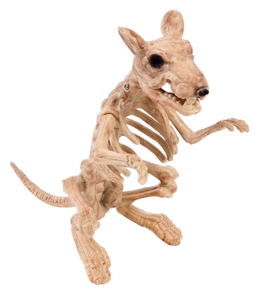 Skeleton Rat - Skeletons Skulls