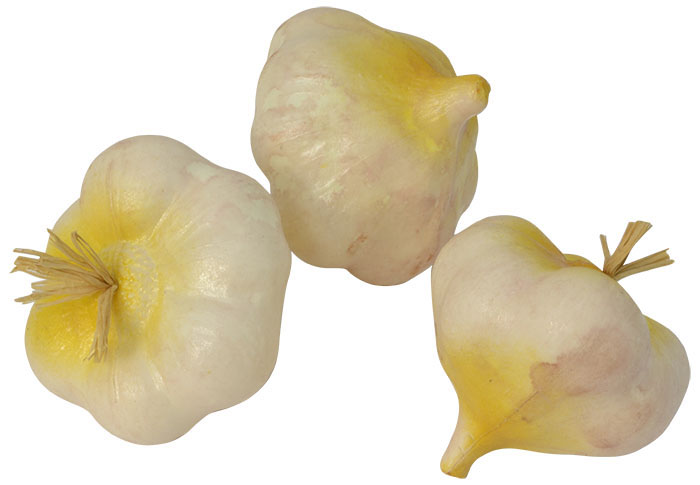 Garlic - 7cm Pk.3 