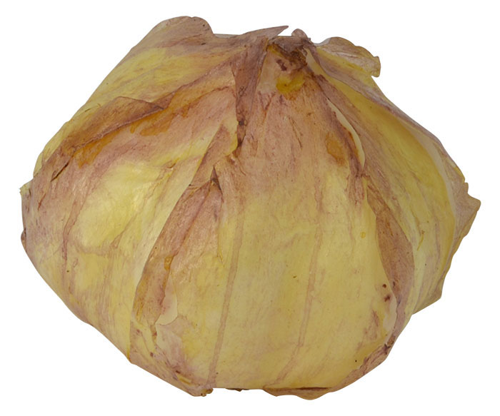 Garlic Bulb 