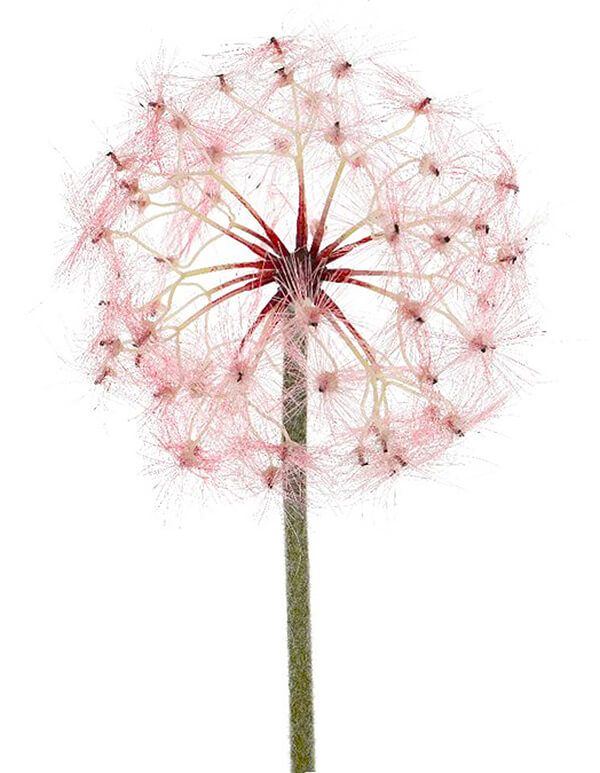Giant Pink Dandelion Wish 
