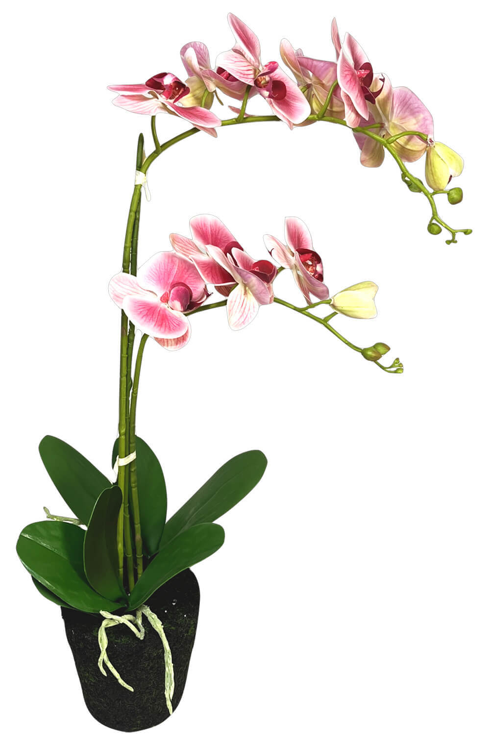 Orchid in Artificial Soil Base 