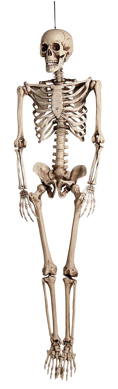 Skeleton with Moveable Joints 