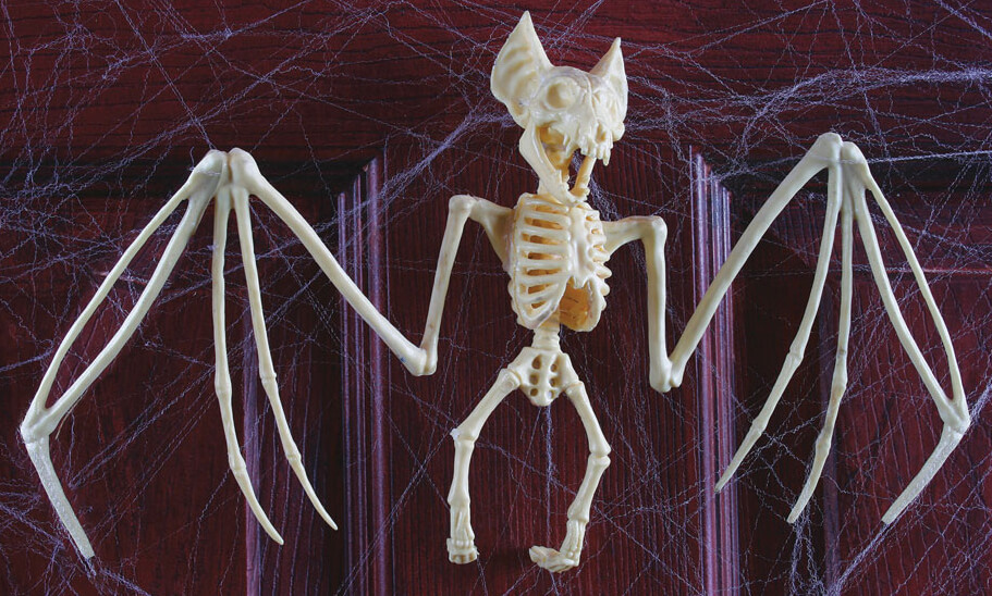 Bat Skeleton 