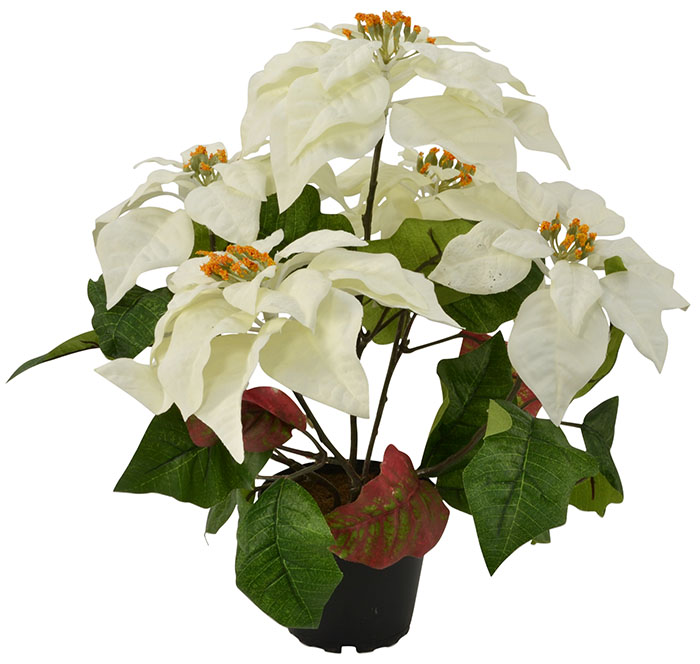 White Potted Poinsettia Flowers