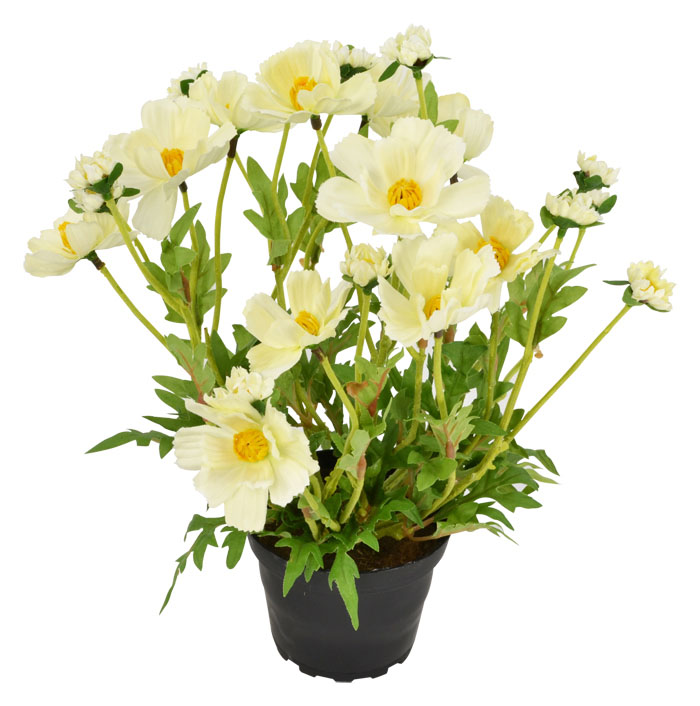 Cream Potted Cosmos Plant 30cm Flowers