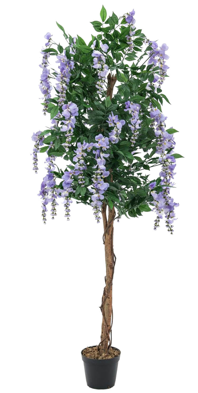 Purple Wisteria Tree - 180cm 