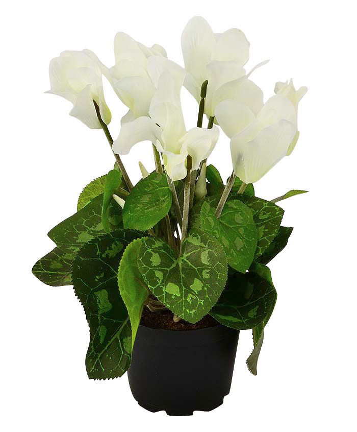 Potted Cyclamen - White 