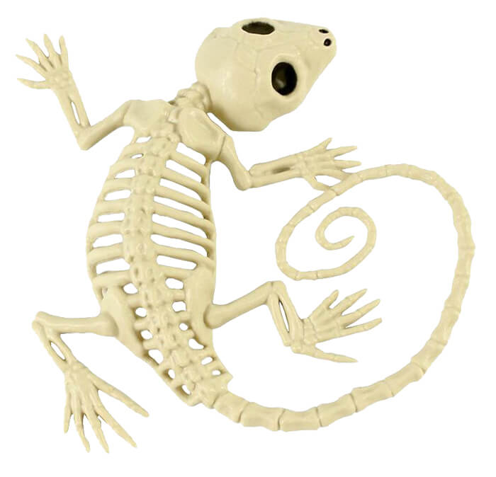 Gecko Skeleton - Skeletons Skulls