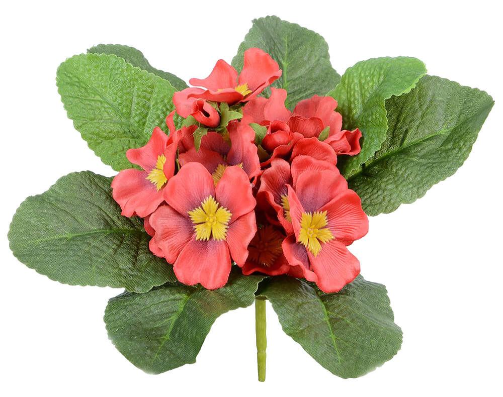 Red Primula Flower Plant 