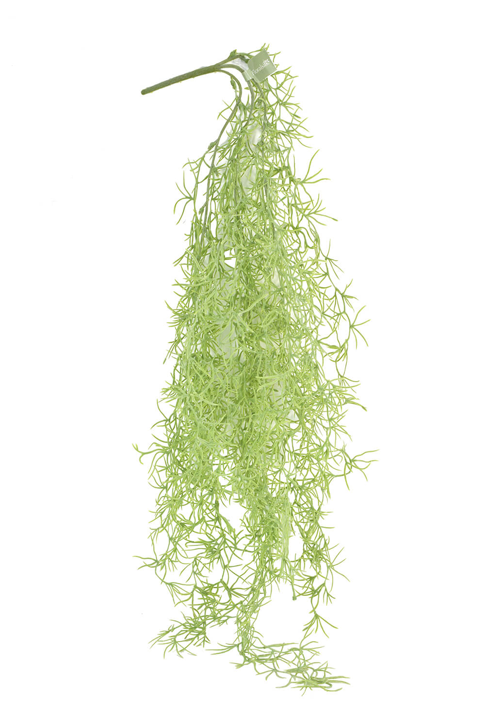 Spanish Moss Trailer - Tendrils Sprays Leaves