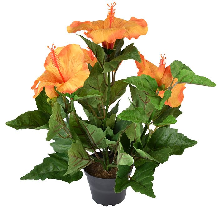 Orange Potted Hibiscus Plant Flowers