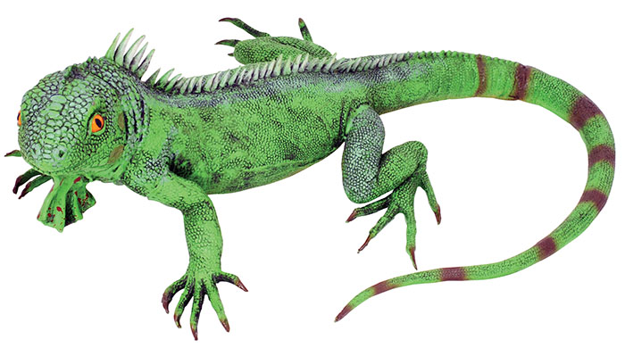 large rubber iguana