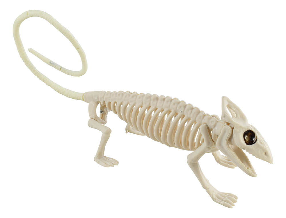 Chameleon Skeleton - Skeletons Skulls
