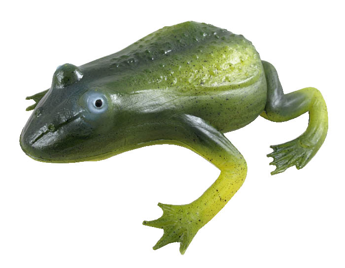 Plastic Frog 26 x 22cm - Frogs Tortoises Other Reptiles