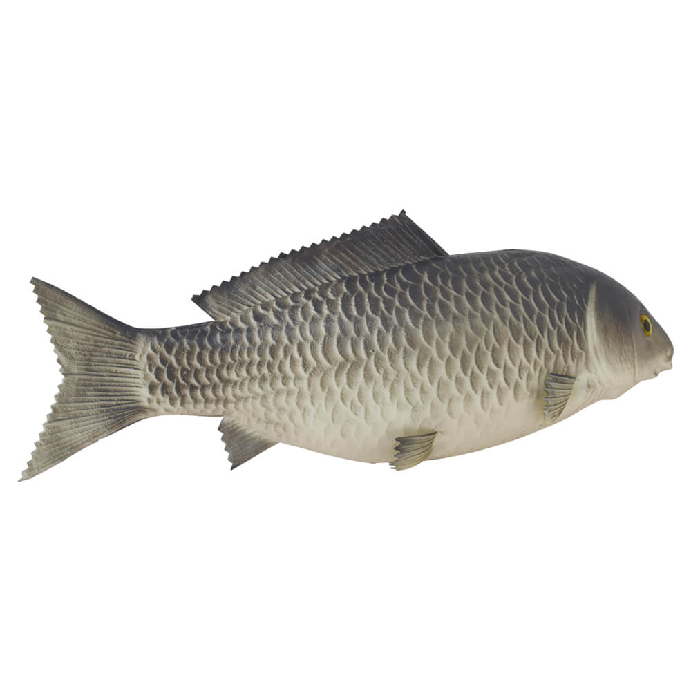 Large Rubber Carp Fish - Fish Seafood