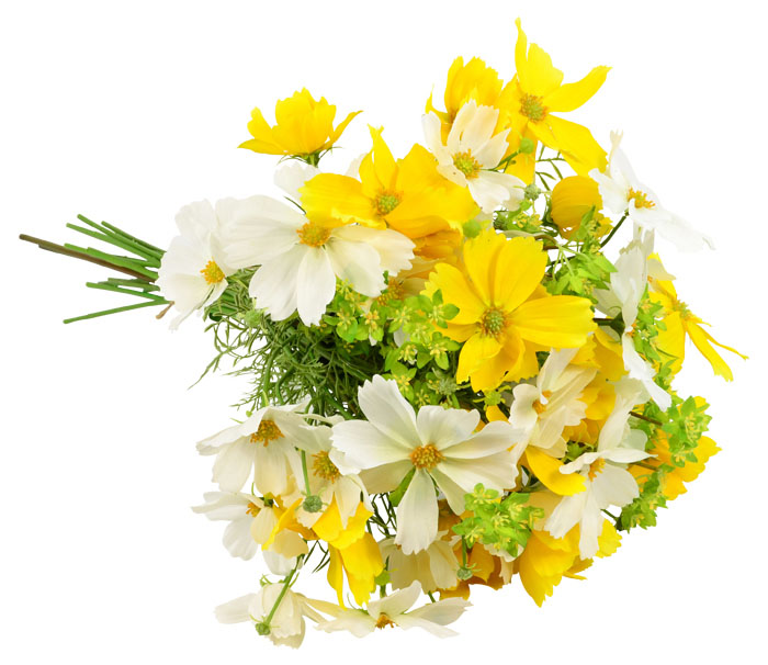 Yellow Cosmos Flower Stem 48cm Flowers