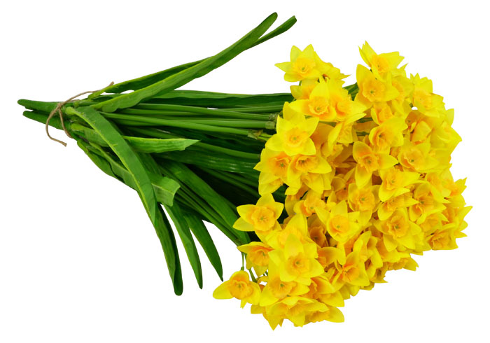 Narcissus Daffodil Bunch - 44cm 