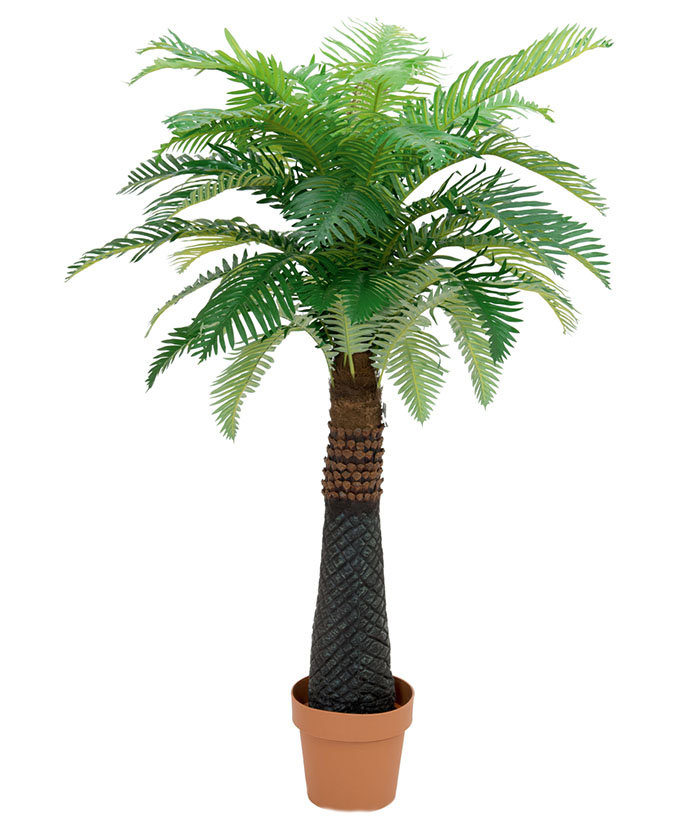 Canary Date Palm - 150cm 