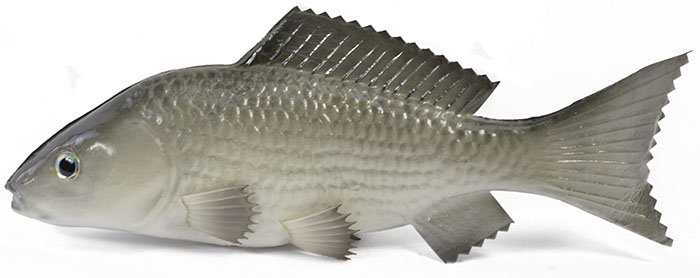 Rubber Carp Fish - Fish Seafood